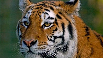 ماليزيا تنشئ محمية طبيعية للحفاظ على نمورها المهددة بالانقراض