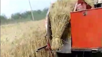 محافظ بورسعيد: بدء موسم حصاد محصول القمح 15 أبريل الجاري