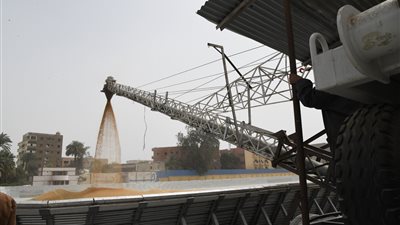 بحضور المحافظ.. انطلاق موسم توريد القمح بقنا