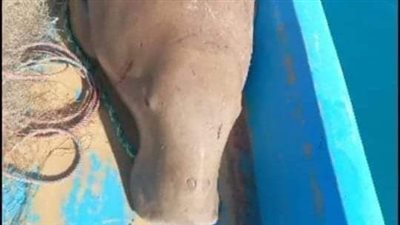 القصة الكاملة لاصطياد حيوان الدوجونج دوجونج بالبحر الأحمر.. والبيئة: شن حملة خلال الأيام المقبلة