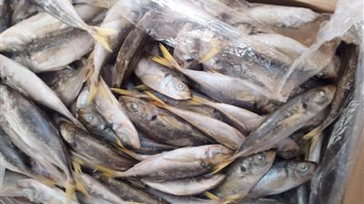 قبل شم النسيم.. ضبط 16 طن رنجة وأسماك ولحوم فاسدة بالبحيرة