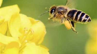 دراسة: ذكور النحل يطلقون عطرًا لجذب الإناث