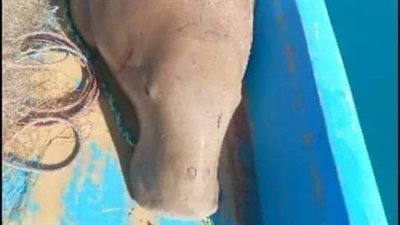 بعد القبض على صائدها.. 