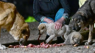 بسبب إطعامها الكلاب.. الداخلية تكشف تفاصيل تعدي شخص على مُسنة بمدينة نصر