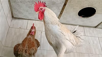 الفراخ البيضا ب83 والبلدي بـ 100جنيه.. تعرف على أسعار الدواجن بالأقصر اليوم السبت 