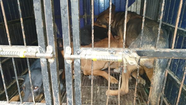 الكلاب التي تم نقلها