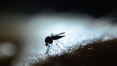 البيرو تعلن حالة الطوارئ الصحية مع تفشي حمى الضنك