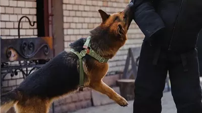 كنت بدربه.. الأمن يكشف تفاصيل تعذيب كلب أعلى سطع عقار بالقاهرة