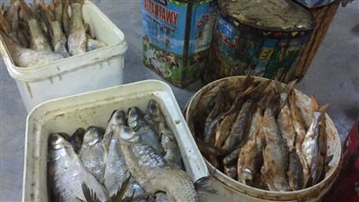 قبل عيد الفطر.. بيطري المنيا يضبط 149 كجم أسماك مملحة غير صالحة للاستهلاك 