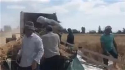 عقب زيادة سعر التوريد.. سعادة بين المزارعين أثناء حصاد القمح بكفر الشيخ| بث مباشر 