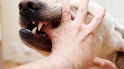 غالبيتهم أطفال.. كلب شرس يعقر 11 شخصا في قرية بسوهاج