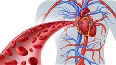 علامات تدل على ضعف الدورة الدموية في الجسم.. تعرف عليها