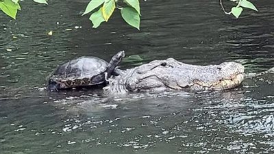 فقدا الشغف.. سلحفاة تمتطي تمساحا كأنهما صديقين| صور 