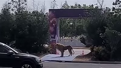 حالة من الهلع في الشوارع.. هروب أسود من سيرك في الصين