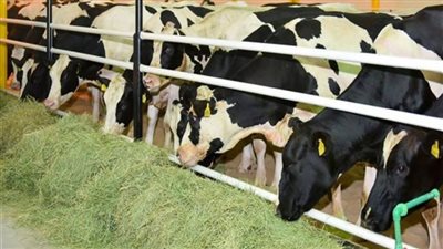 بتعويضات 100% للمزارعين.. خطوات التأمين على الماشية 