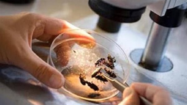 الحشرات الجنائية