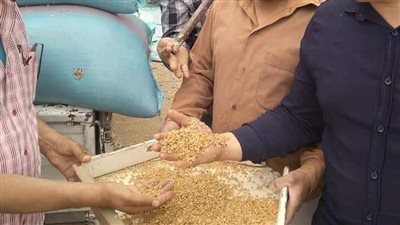 توريد 7018 طنا من القمح بصوامع القليوبية 