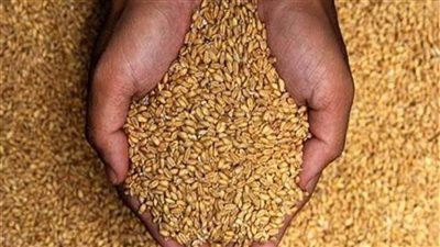 250 جنيهًا تراجعًا في سعر طن القمح المستورد بالأسواق 