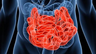 دراسة: الأمعاء الدقيقة لـ الإناث أطول من الرجال