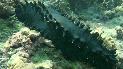 بغرامة تصل لـ 30 مليون ين..الشرطة اليابانية تقبض على 5 رجال لصيدهم خيار البحر 