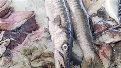 إقبال من المواطنين والأجانب على الحلقة الجديدة لبيع السمك بالغردقة | بث مباشر 