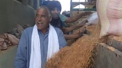 شون وصوامع المنيا تستقبل 419 ألف طن قمح