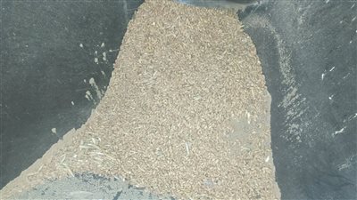 يستخدم في أغراض غير مخصصة له.. ضبط 6 أطنان قمح داخل مصنع أعلاف حيوانية بالغربية 