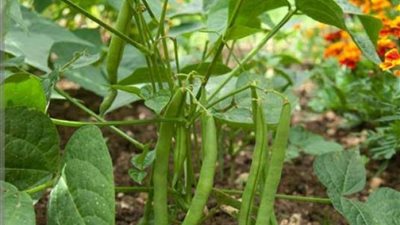 الفرصة الأخيرة للمحصول.. الزراعة تصدر توصيات مهمة لمزراعي الفاصوليا بسبب تقلبات الجو