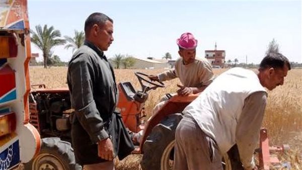 موسم حصاد القمح بالشرقية