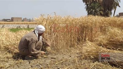 الفرحة مش سيعاهم| بدء موسم حصاد القمح في سوهاج.. والمزارعون: المحصول كويس والخير كتير| صور