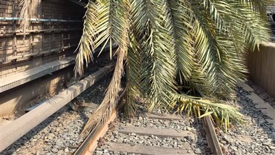 تفاصيل سقوط نخلة داخل محطة مترو الأنفاق بشبرا الخيمة | صور 