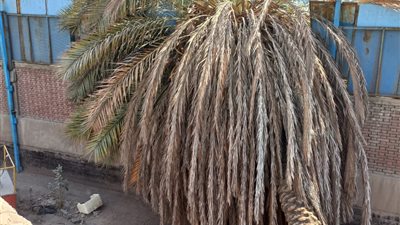 سقوط نخلة بمحطة مترو الأنفاق بشبرا وحبس شاب عامين لتعاطيه الترامادول | القليوبية في 24 ساعة