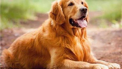 علي جمعة: الإمام مالك يرى أن لعاب الكلب ليس نجسا.. وهو بالنسبة له طاهر