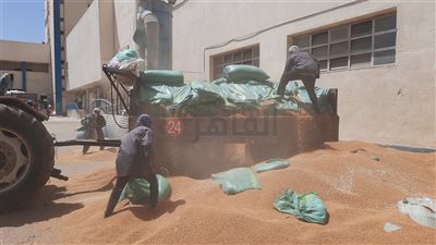 التموين: استلام 685 ألف طن قمح عبر 420 موقعًا حتى الآن