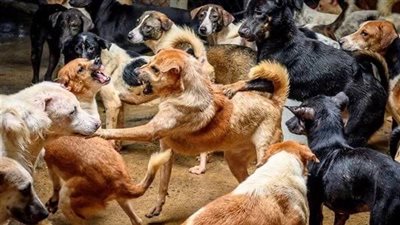 الكلاب الضالة تعقر 5 أشخاص بالأقصر والمحافظ يشكل لجنة تحقيق لتحري الموقف 