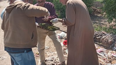 صحة الدقهلية: استمرار فعاليات المسح الميداني لبحث معدلات انتشار البلهارسيا والفاشيولا بــ أجا