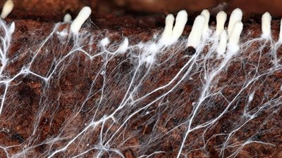 ملابس حية.. علماء يتوصلون إلى خيوط يمكنها إصلاح نفسها