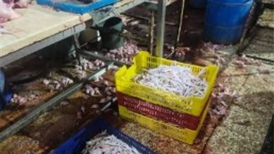 ضبط 4.8 أطنان دجاج مجهولة المصدر داخل مجزر دواجن مشبوه بالشرقية |صور