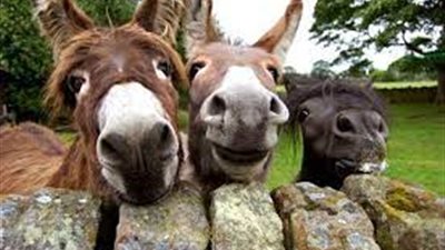 نقيب الفلاحين: قضاء الوقت مع الحمير يحسن الحالة النفسية والصحية وله فوائد علاجية كبرى 