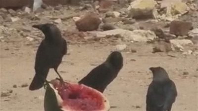 حملات للقضاء على ظاهرة انتشار الغربان في محافظات مصر