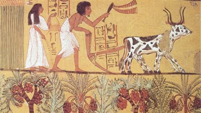  ثمرتها مفضلة لدى الموتى.. تعرف على أهمة شجرة الدوم في مصر القديمة 