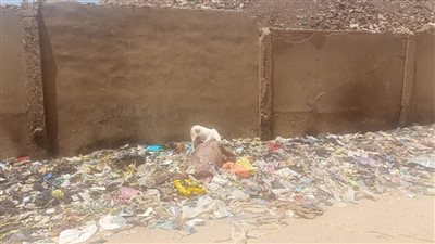 القصة الكاملة لضبط جزار يذبح حمارا بشبرا الخيمة.. والمتهم: بسلخ لبيع الجلود مش اللحمة