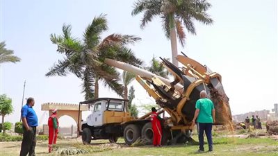 نظافة القاهرة: نقل أشجار النخيل النادرة من محور الحضارات إلى مدينة نصر