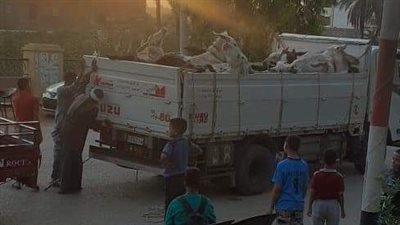 محملة بالحمير.. انقلاب سيارة نصف نقل داخل ترعة بسوهاج