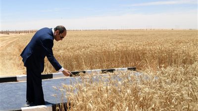 البحوث الزراعية: المشروعات الجديدة تضيف مليون طن قمح للإنتاج المحلي