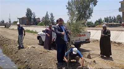 زراعة 175 ألف شجرة بالميادين والمدارس ومراكز الشباب بكفر الشيخ