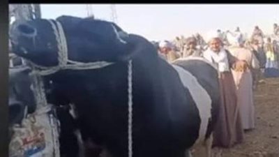 بـ137 ألف جنيه.. خسارة فادحة لجزار اشترى أغلى عجل في مصر 
