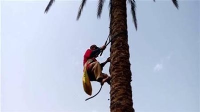 وقع من فوق النخلة.. مصرع ستيني في الأقصر