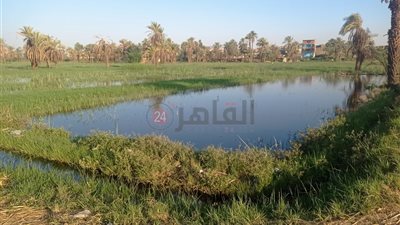 حصدوا القمح قبل ميعاده.. المياه تغمر عشرات الأفدنة بجزيرة نجع مكي بعد ارتفاع منسوب النيل في قنا