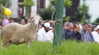 كيفية الاحتفال بعيد الأضحى 2023 وشروط وآداب نحر الأضحية